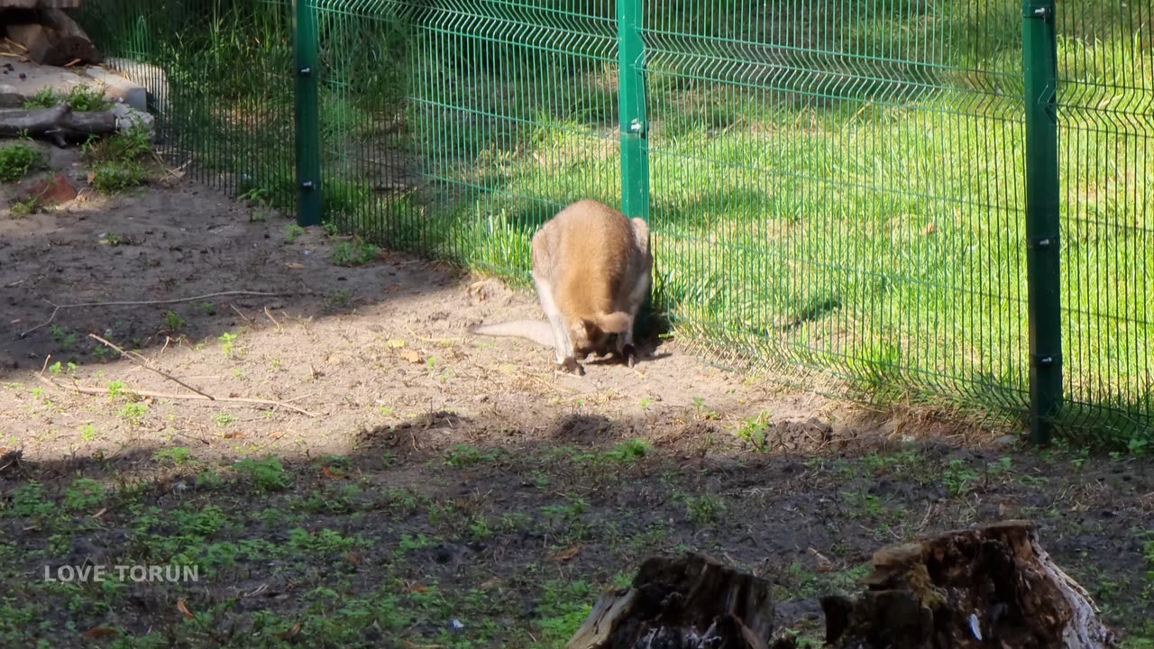 KANGUR Walabia Bennetta (Macropus rufogriseus) Ogród Zoobotaniczny w Toruniu