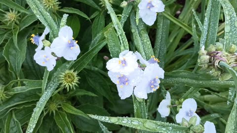Spiderwort