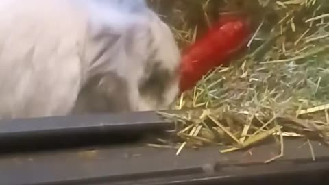 Bunny 🐇