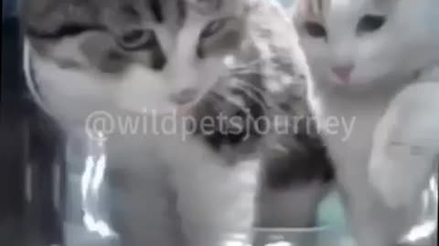 Funny Cat Videos