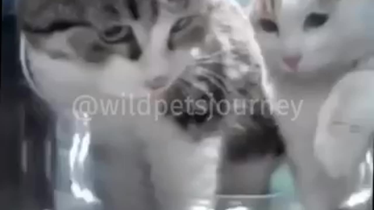 Funny Cat Videos
