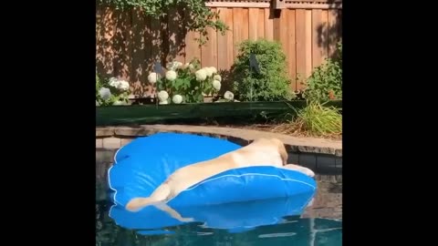 Funniest Animals