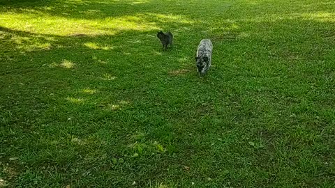 Side By Side. Sniff By Sniff