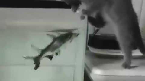 Hey! I told you to call me when it’s time to eat! 😺