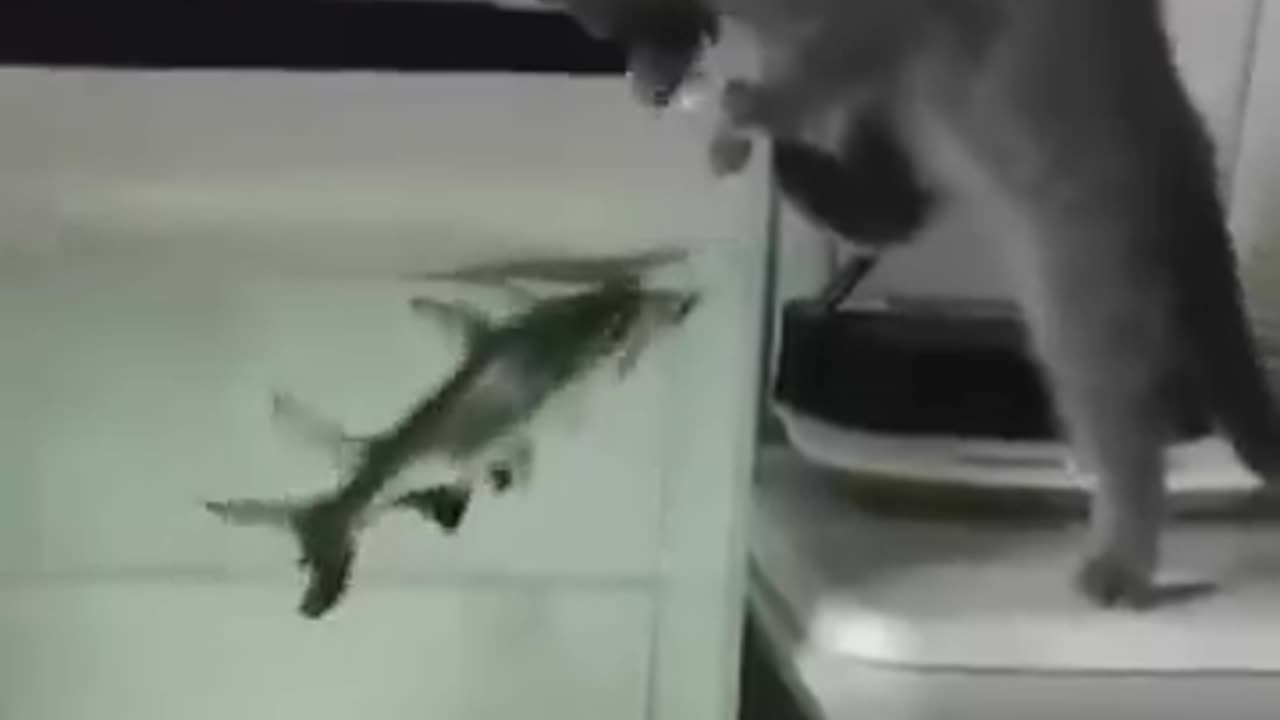 Hey! I told you to call me when it’s time to eat! 😺