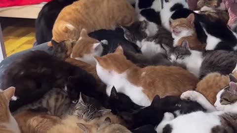 Unbelievable “Cat Blanket" – Rescued Stray Cats Show Their Love 🐾❤️