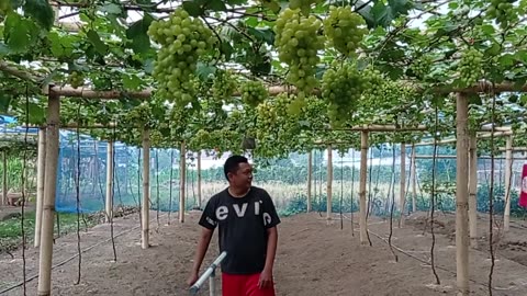 Grape Harvest Day | Family Bonding in the Vineyard Part 8
