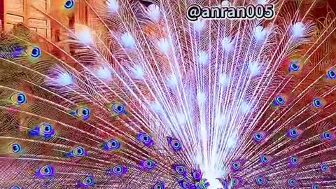 #happy ##peacock#