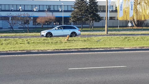 Lis w mieście, wbiega na ulicę