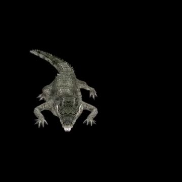 Can You Outrun a Crocodile in Zigzag? What you were told could be catastrophic!