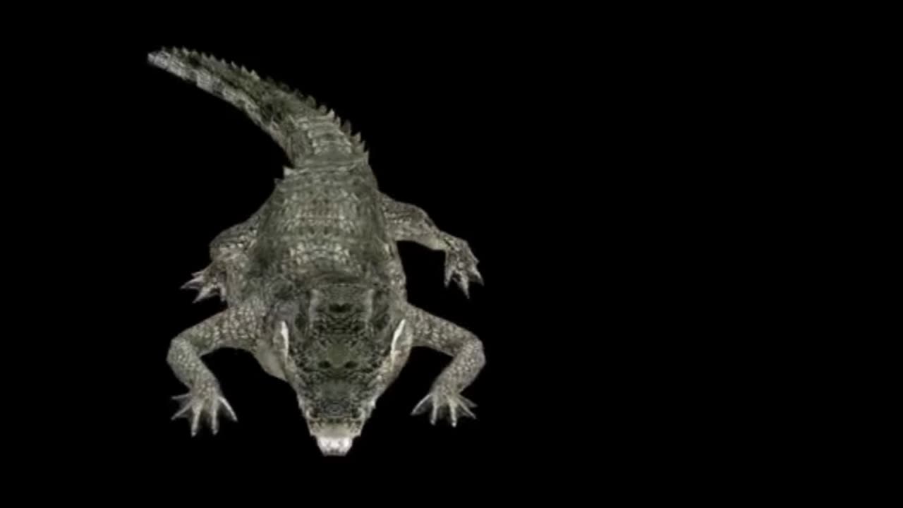 Can You Outrun a Crocodile in Zigzag? What you were told could be catastrophic!