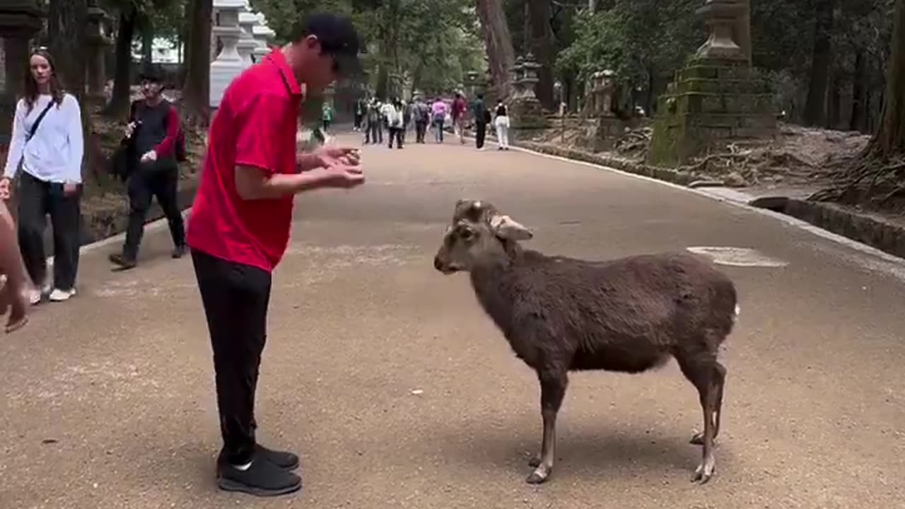 Nara park in japan