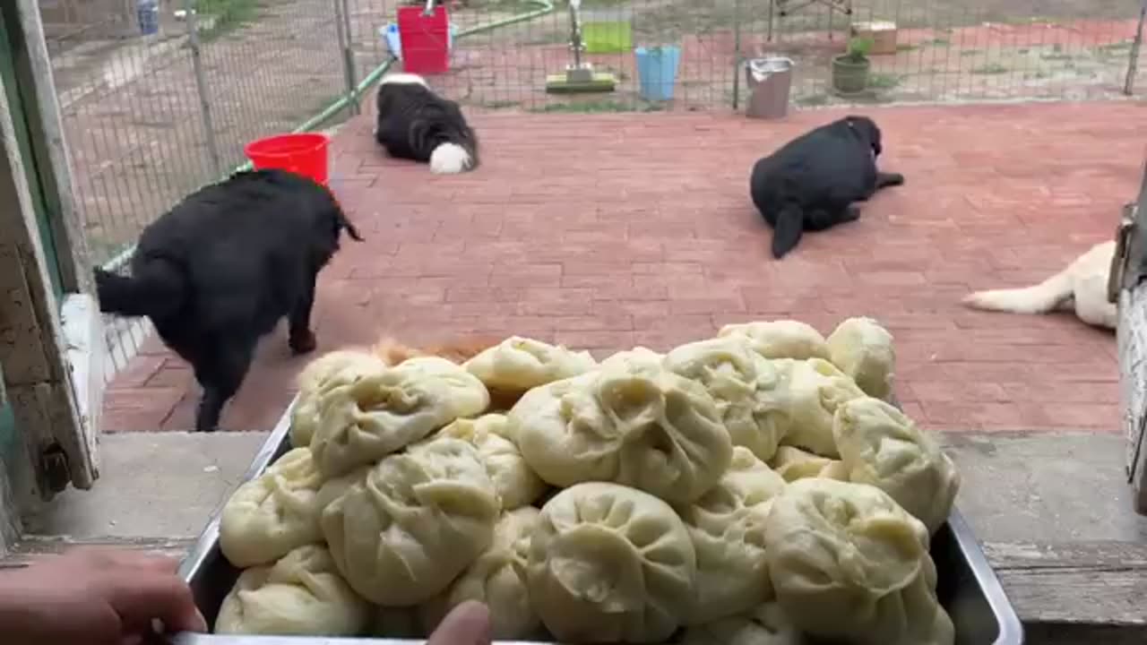 Dogs gone crazy for Breakfast