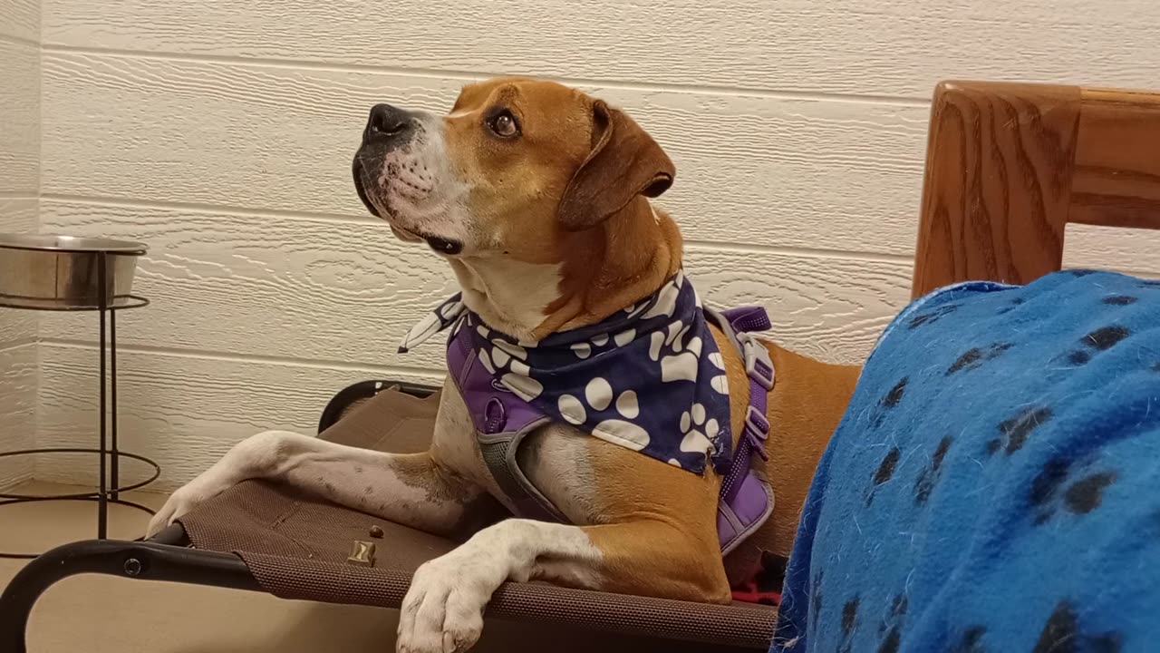 Goliath 5y A830498@TRN fostered doggie I try 2 respect his space, honor his sovereignty20250629_146
