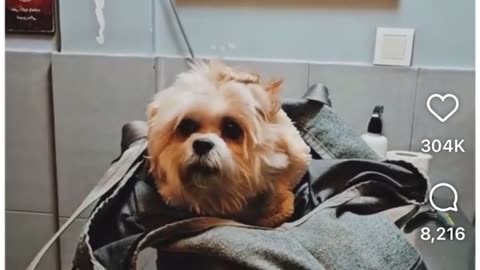 👦🏻😂 Tiny but Feisty! Watch This 'Tough Lil Guy' | FunFM