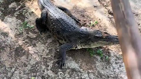 The crocodile is afraid of the shovel.