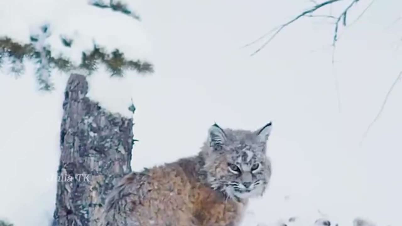Epic Bobcat Vs. Ducks: Snowy River Showdown 🐾❄️
