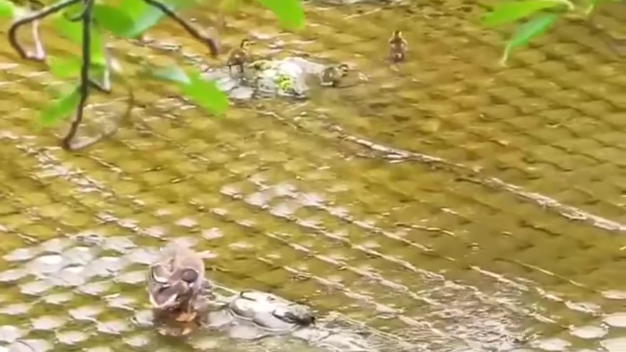 The wisdom of the duck