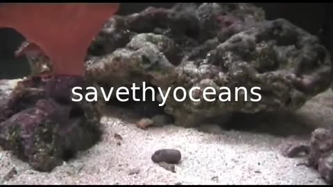 Mantis Shrimps In Action