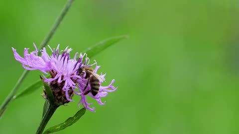 wild bee