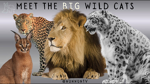 Meet The Big Wild Cats 🦁