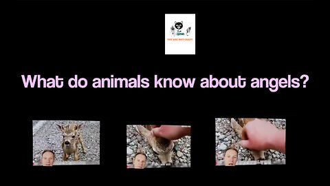 What do animals know about angels?