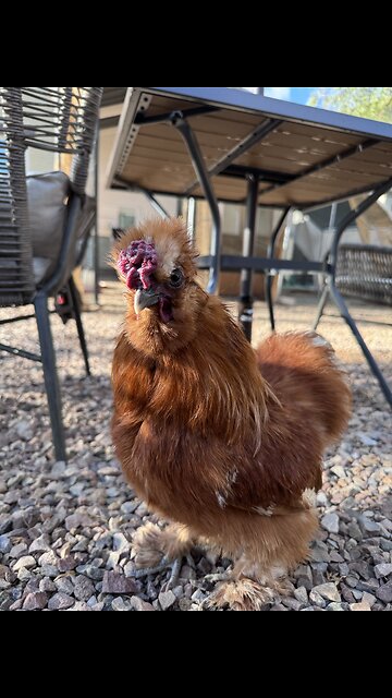 Silkie Roo Mounting