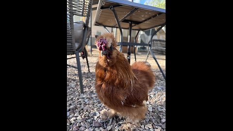 Silkie Roo Mounting