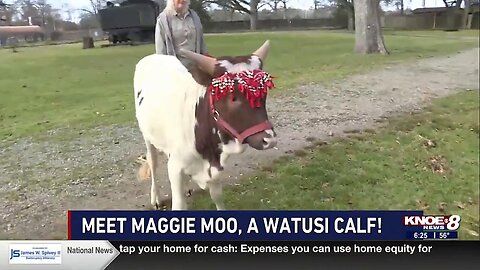 Zoo Buddies: Watusi Calf, Maggie Moo