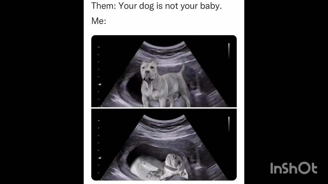 Them: Your dog is not your baby.