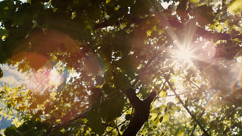 Cool breeze blowing through the leaves ASMR