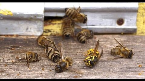 "How Robotic Bees are Revolutionizing Pollination: An In-Depth Analysis"