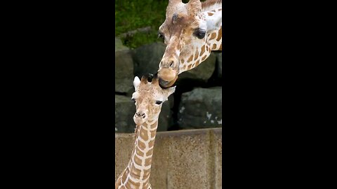 animal lovers