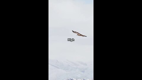 Eddie The Brave Eagle