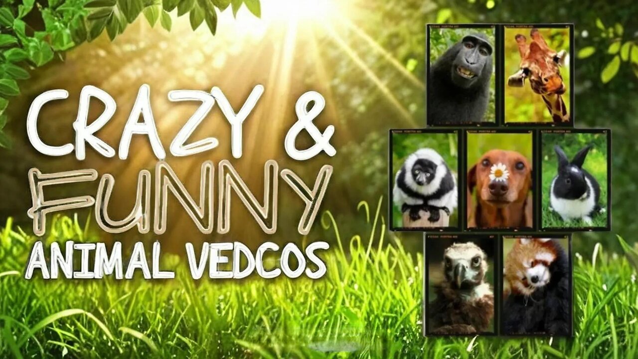 Funniest Animals Moments Ever Caught on Camera ep-13