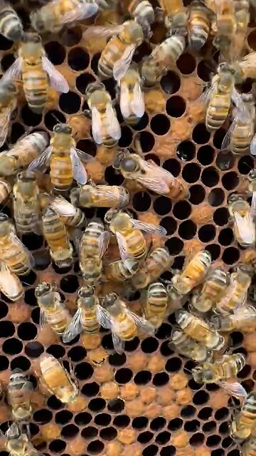 I spy a queen bee 👑🐝