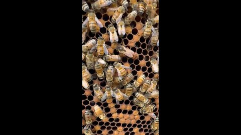 I spy a queen bee 👑🐝