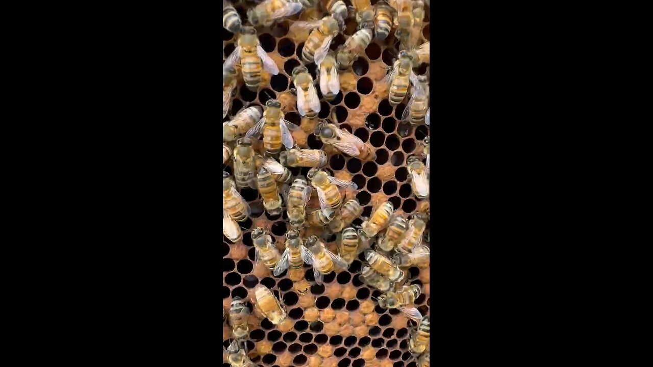 I spy a queen bee 👑🐝