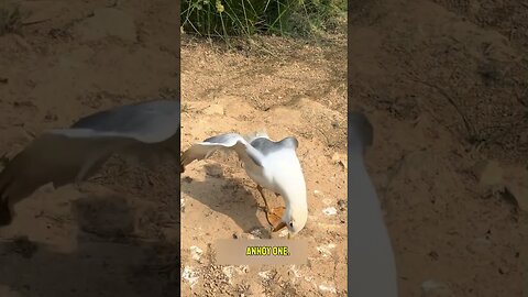 Never Mess With a Seagull 😳 | Funny Bird Revenge Moments! #CuteAnimals #FunnyAnimals #AnimalShorts