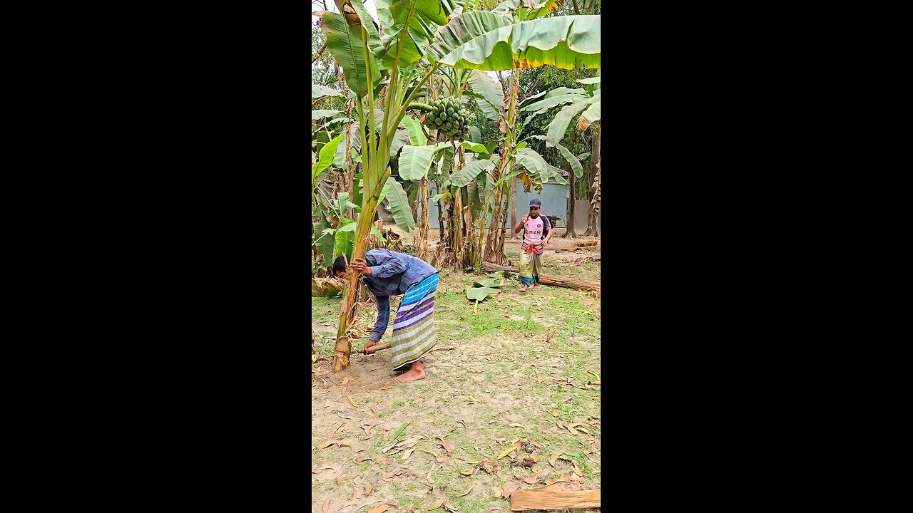 banana thief