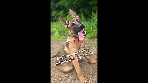 From Snuggles to Security: Meet Isa
