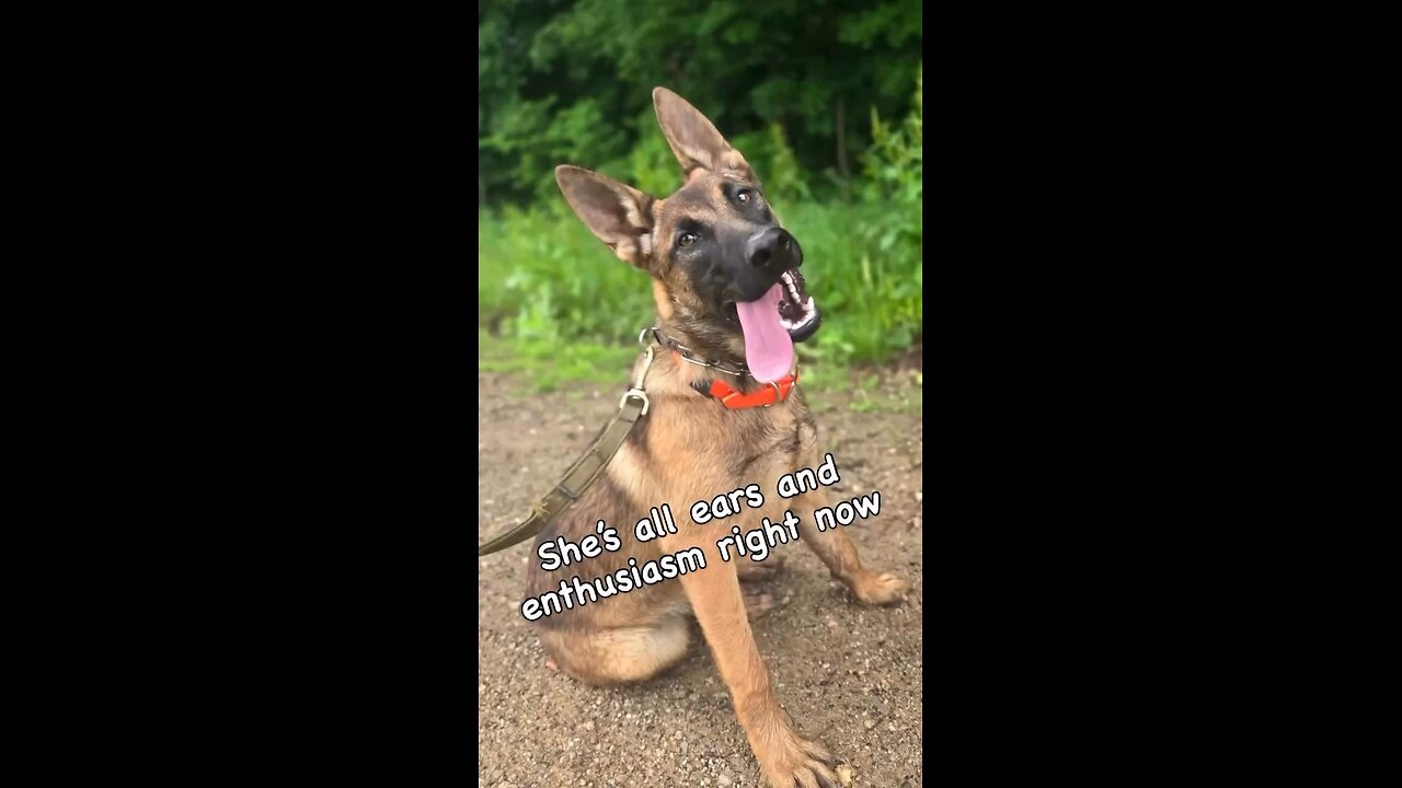 From Snuggles to Security: Meet Isa