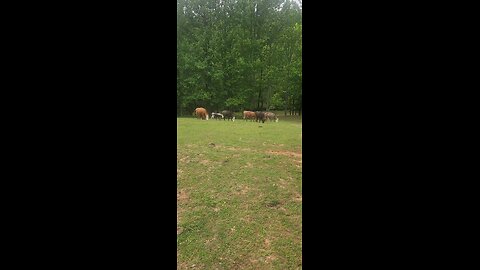Cows and calves 2025.