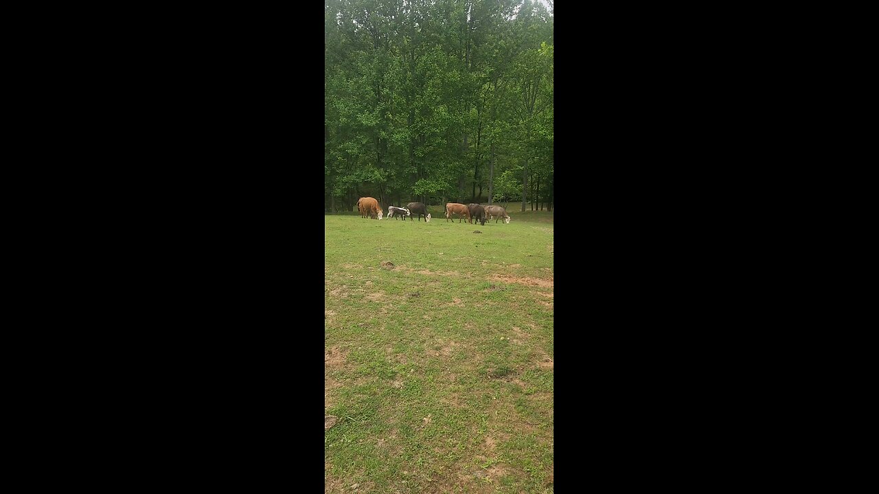 Cows and calves 2025.