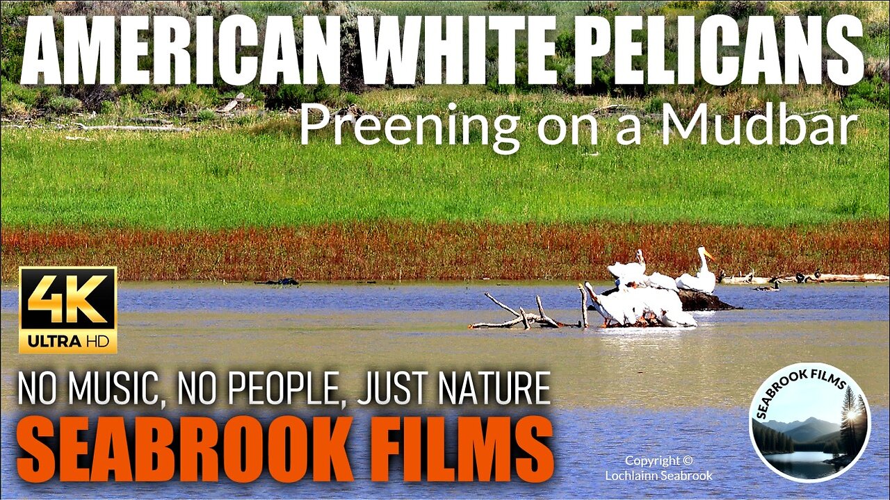American White Pelicans Preening on a Mudbar