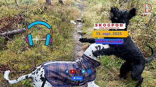 Skogpod 15. september 2025