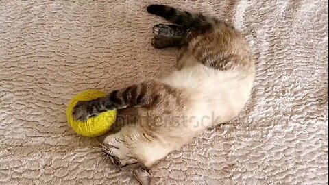 My animal cat funny video