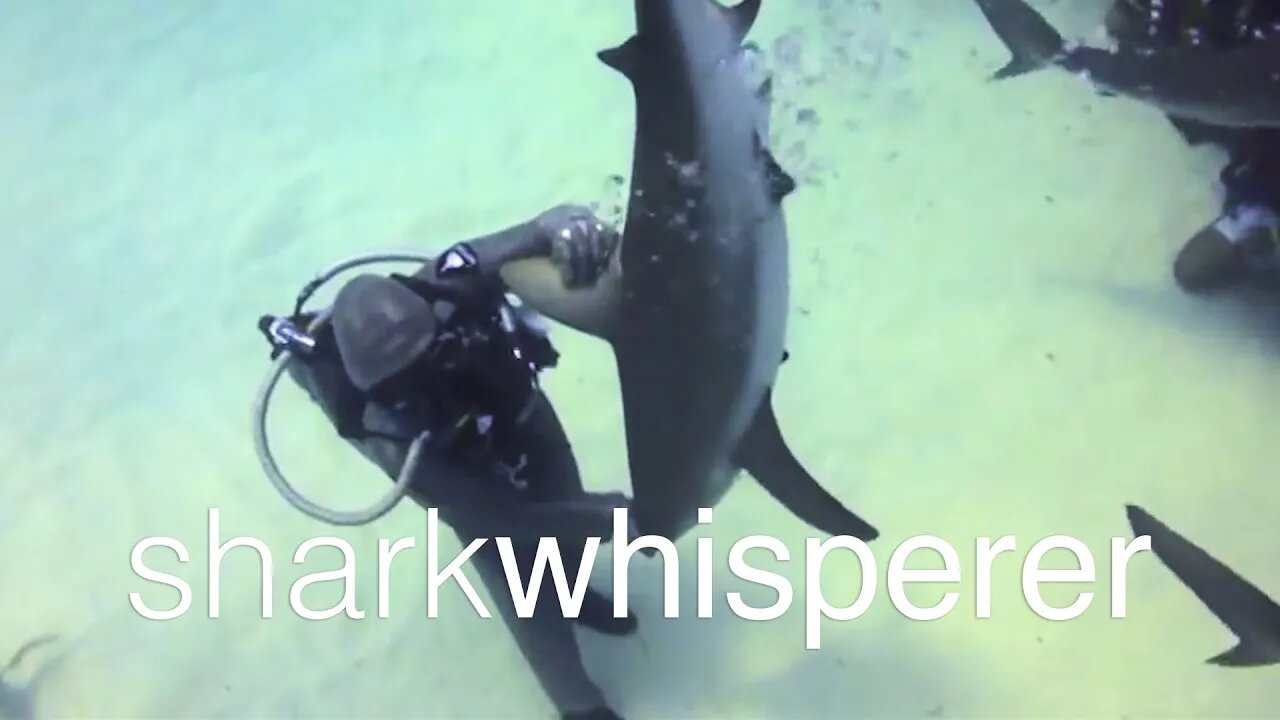 Shark Whisperer | Official Trailer | Netflix