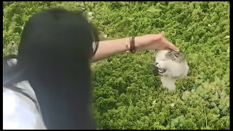 UNUSUAL MEMES COMPILATION V327