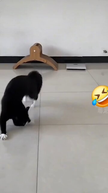 "You Won’t Stop Laughing at These Animal Fails! 🤣🐶🐱"